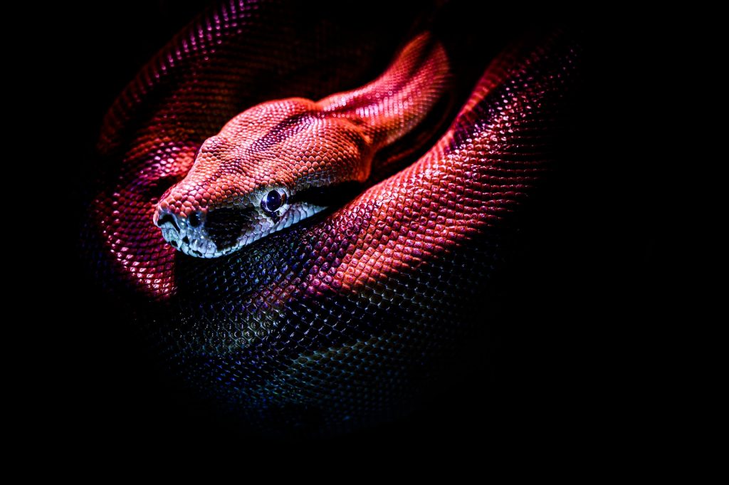 contoh hewan reptil ular
