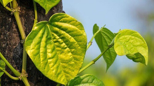 7 Jenis Akar Pada Tumbuhan Beserta Contoh dan Penjelasannya