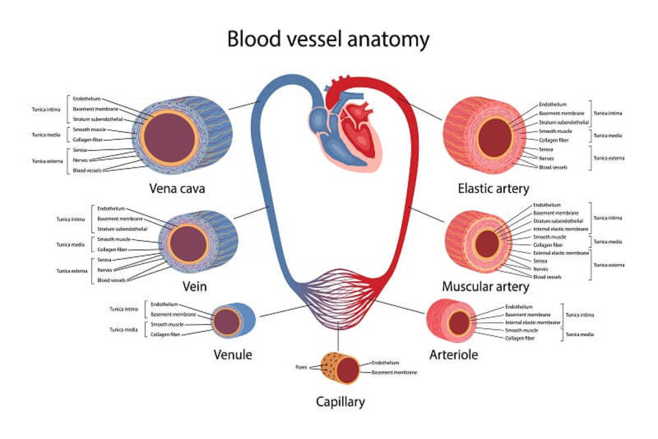 Anatomi Pembuluh Darah