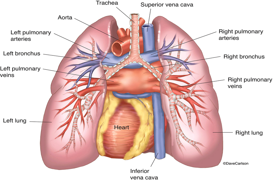 Anatomi paru-paru
