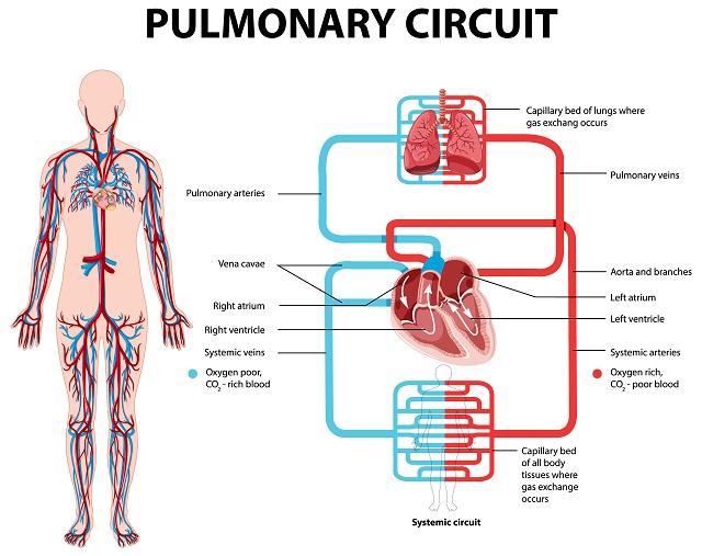 sistem peredaran darah pulmonari