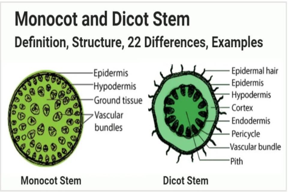 Gambar batang dikotil dan monokotil