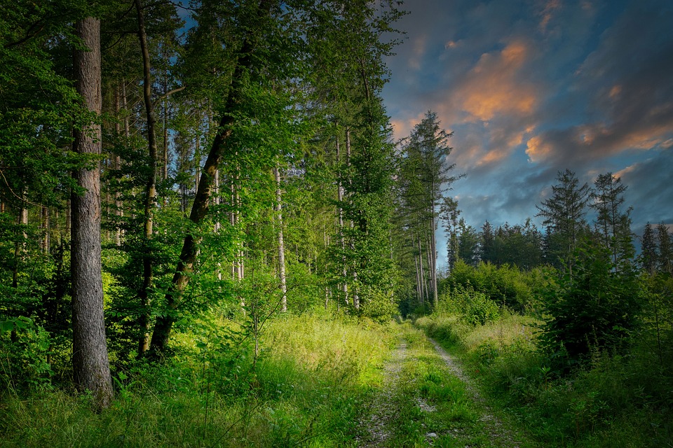 10 Contoh Hutan Produksi yang Ada di Indonesia Beserta Manfaatnya Lengkap