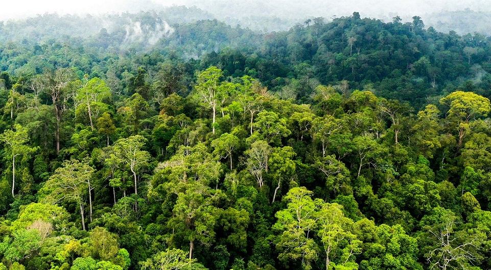 Contoh Hutan Konservasi di Indonesia Beserta Ciri-ciri dan Manfaatnya