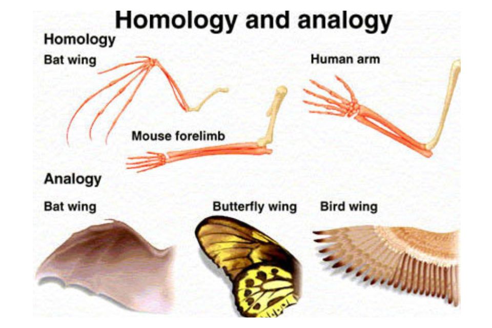 Homologi dan analagi