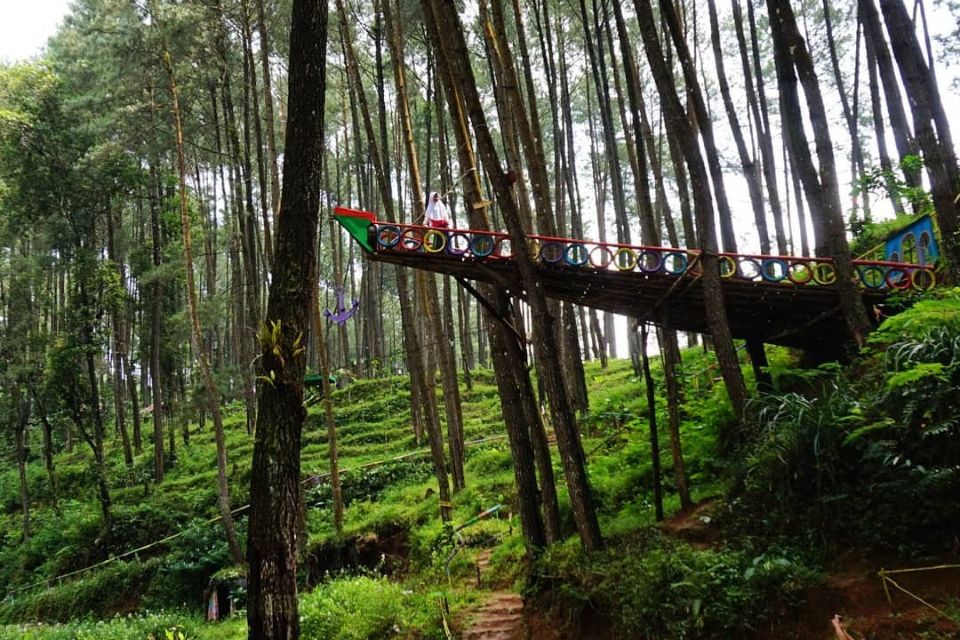 Hutan Pinus Sigrowong