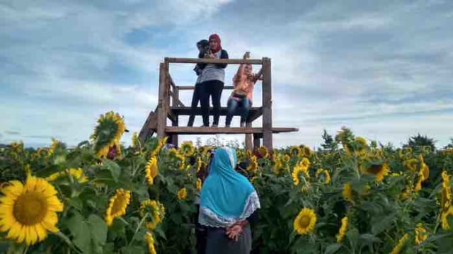 Kebun Bunga Matahari Glagah