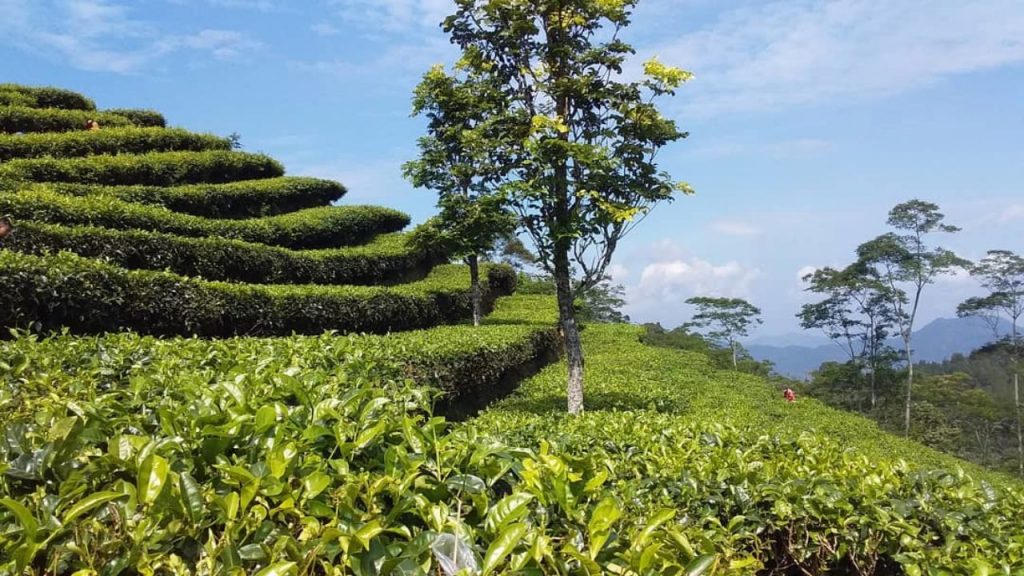 Kebun Teh Nglinggo