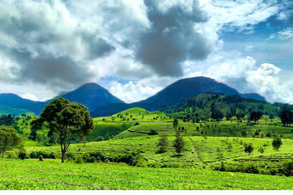 Kebun teh Malabar