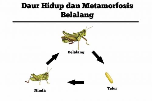 Mengenal Siklus Hidup Belalang Beserta Gambar Dan Penjelasannya Blog