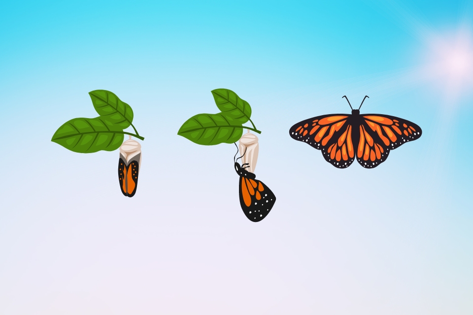 Siklus hidup kupu-kupu - kupu-kupu dewasa