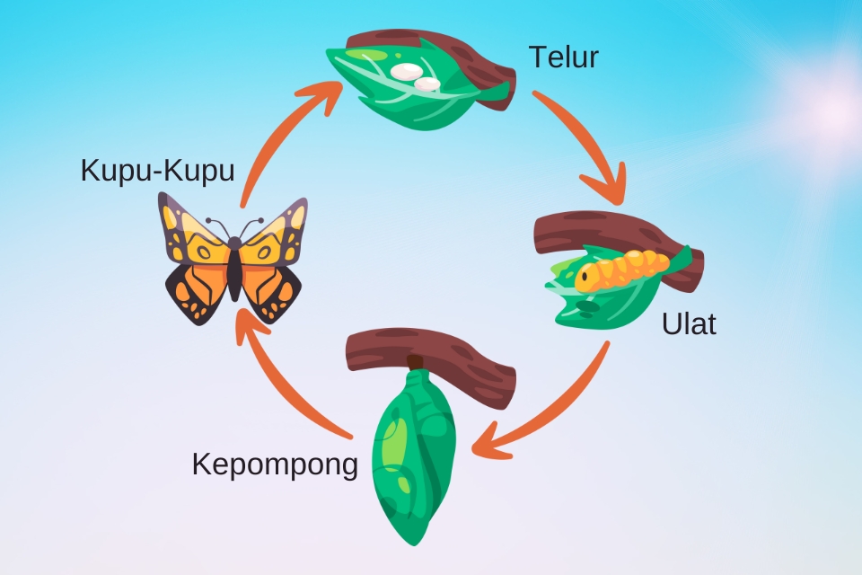 Siklus hidup kupu-kupu