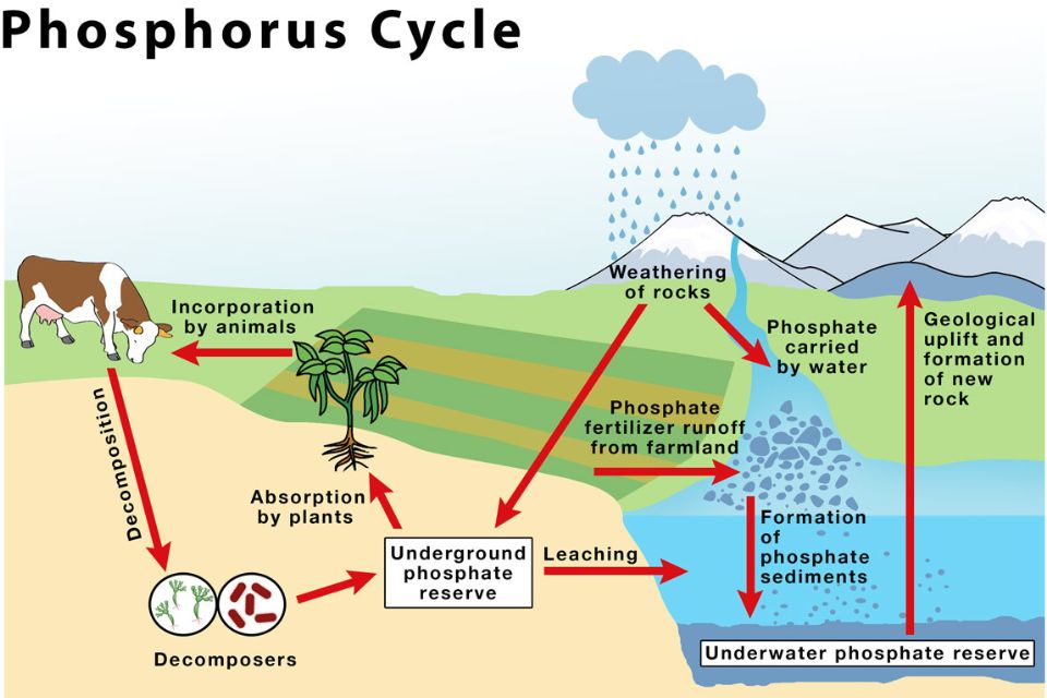 Siklus Fosfor