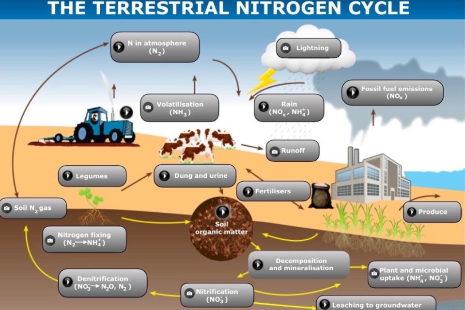 Siklus Nitrogen