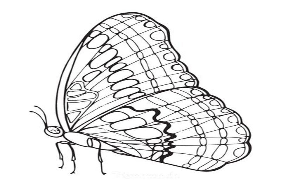 Gambar Kupu-kupu yang Mudah dan Cantik Untuk Anak-anak, Keren
