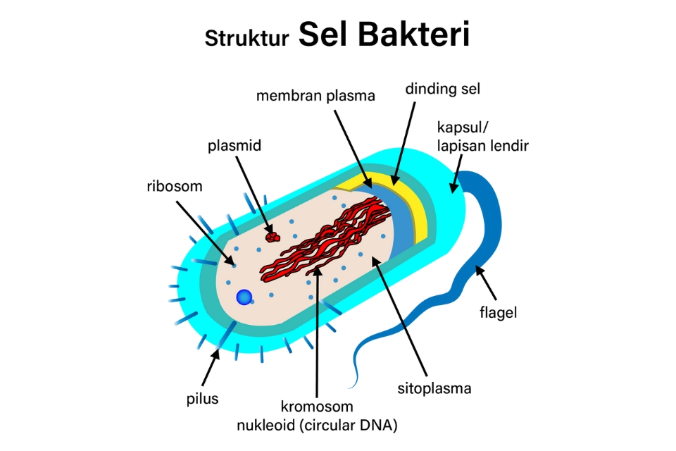 Contoh bakteri yang menguntungkan dan peranannya - struktur bakteri