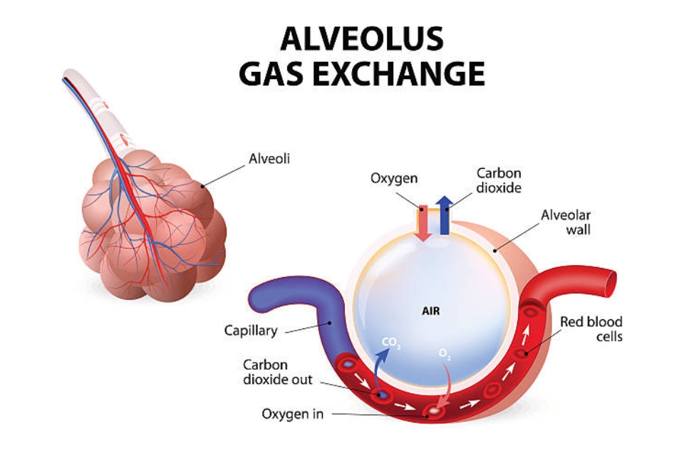 Gambar Alveolus - Proses Pertukaran Gas