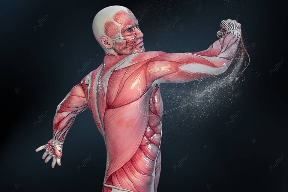 Gambar Mekanisme Kerja Otot pada Manusia Beserta Penjelasannya Lengkap