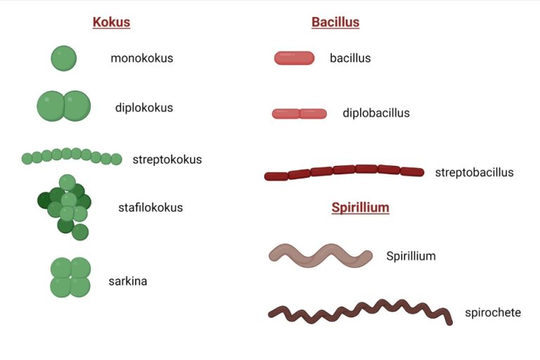 5 Jenis Bakteri beserta Ciri-ciri dan Penjelasannya dalam Ilmu Biologi ...