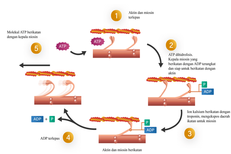 Gambar Mekanisme Kerja Otot pada Manusia beserta Penjelasannya Lengkap ...