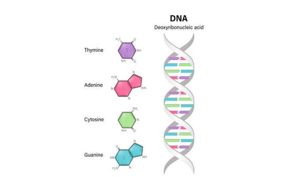contoh asam nukleat - struktur DNA