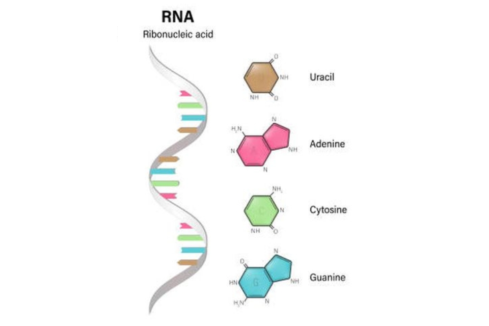 contoh asam nukleat - struktur RNA