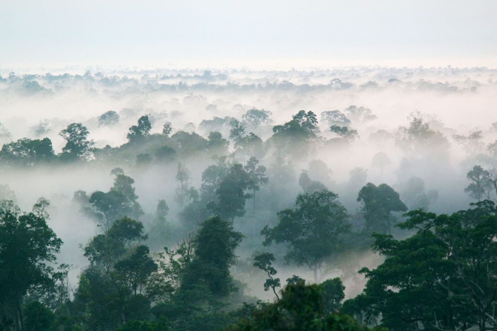 Kewajiban Manusia Terhadap Hutan Beserta Penjelasannya yang Wajib Diketahui