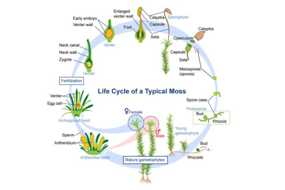 Metagenesis tumbuhan lumut