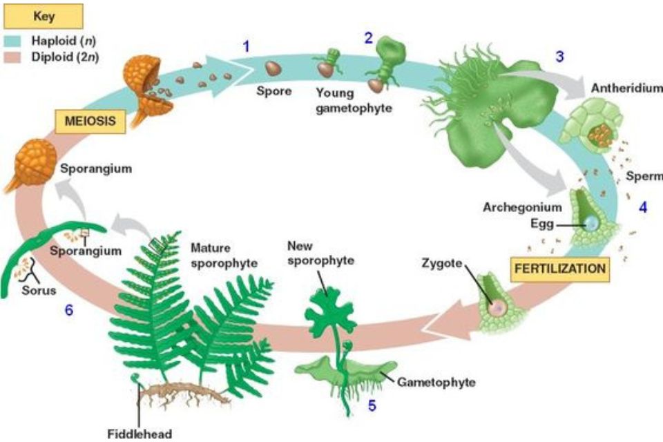 Metagenesis tumbuhan paku
