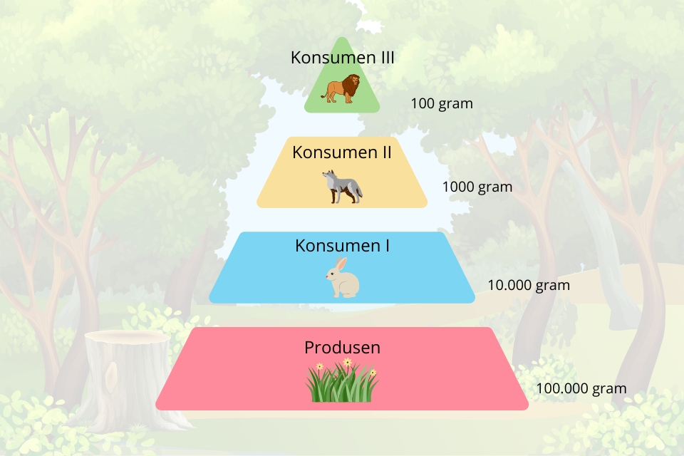 Contoh piramida biomassa hutan