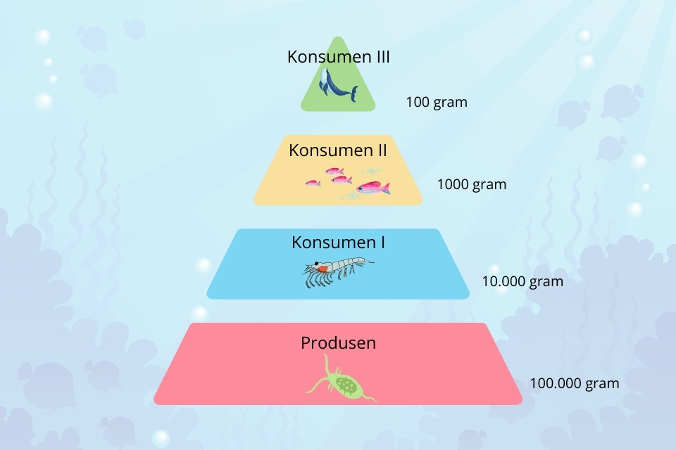 Contoh piramida biomassa laut