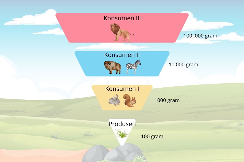 Contoh piramida biomassa padang rumput