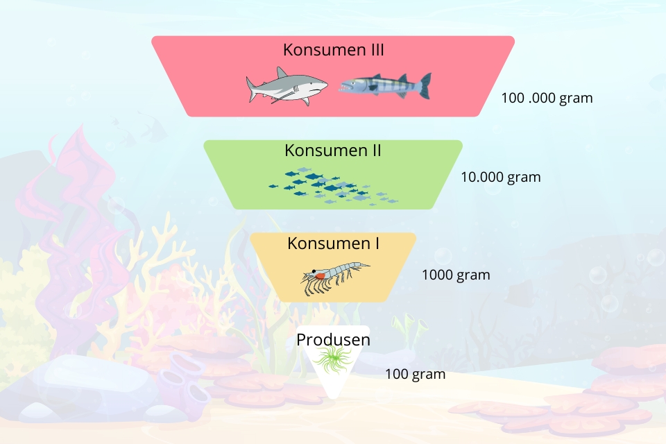 Contoh piramida biomassa terumbu karang