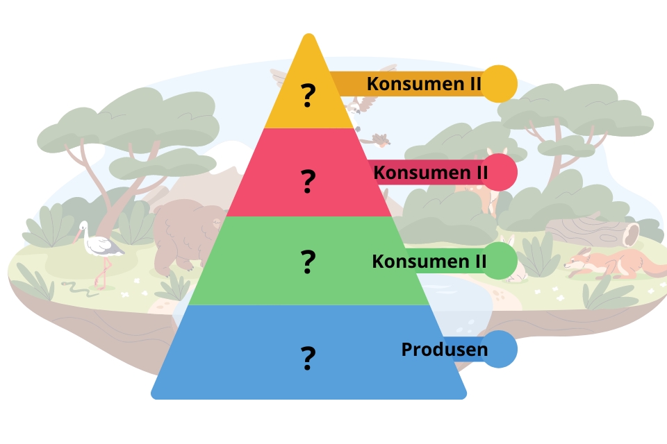 Contoh piramida biomassa
