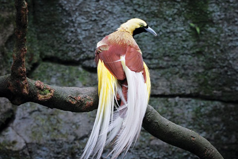 Burung Cendrawasih