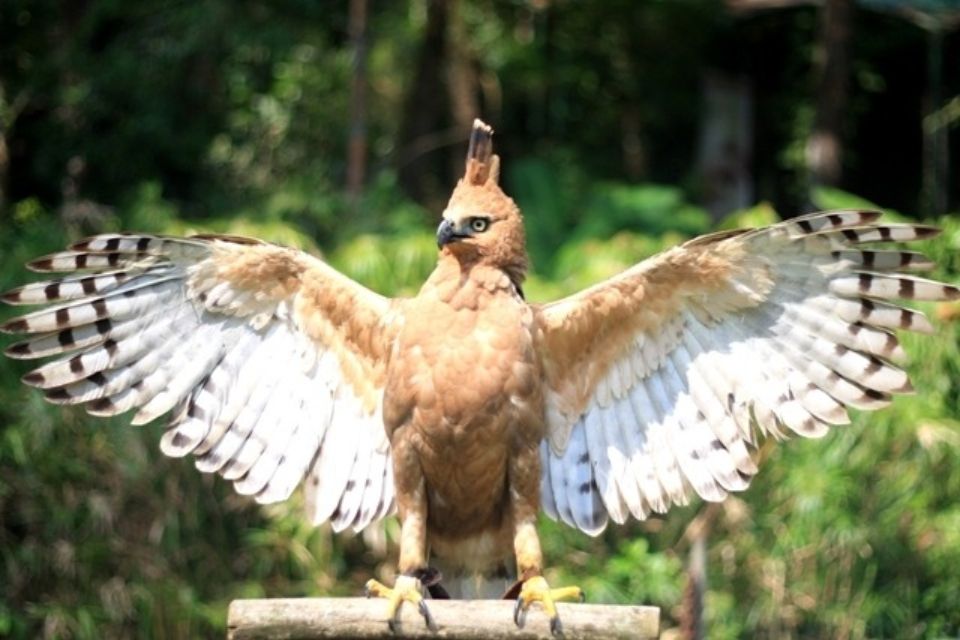 Burung Elang Jawa