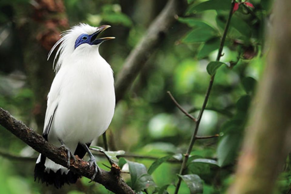 Burung Jalak Bali