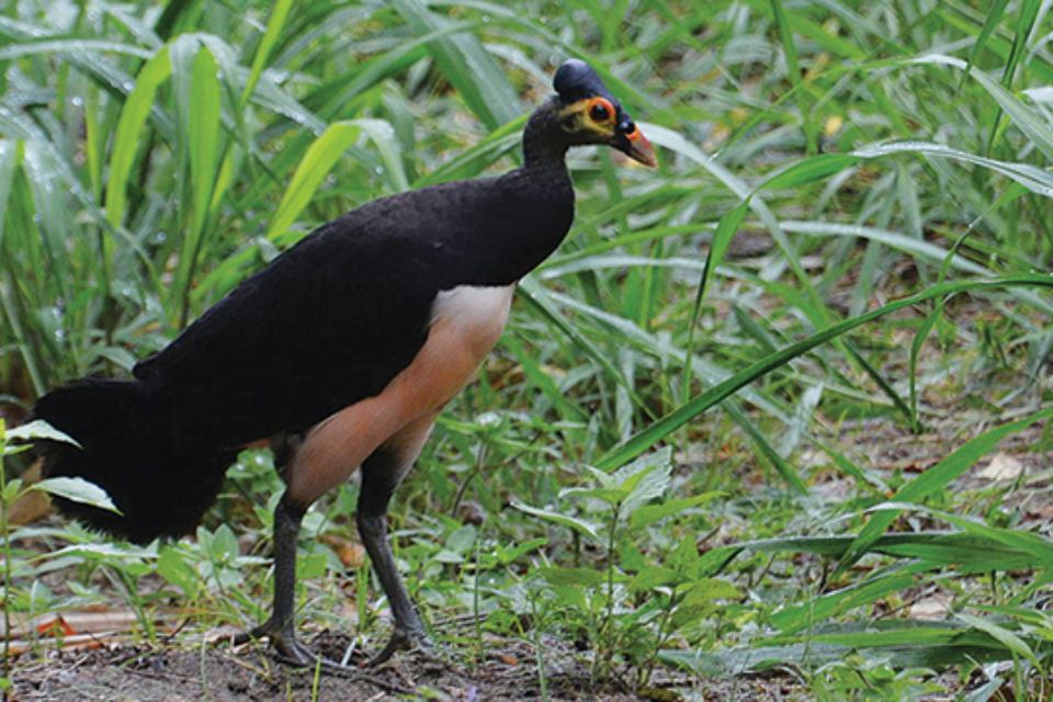 Burung Maleo