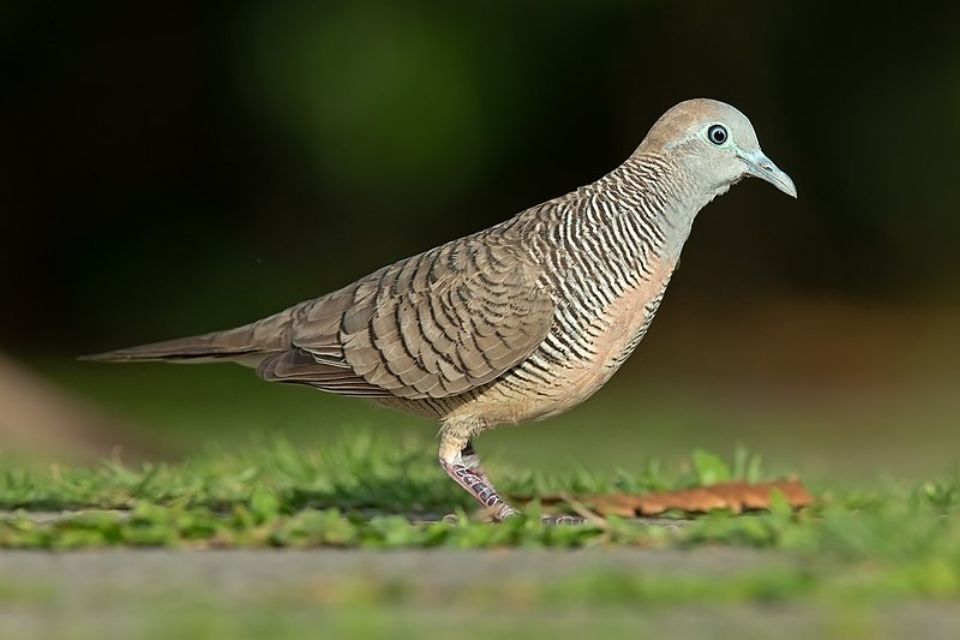 Burung Perkutut Jawa