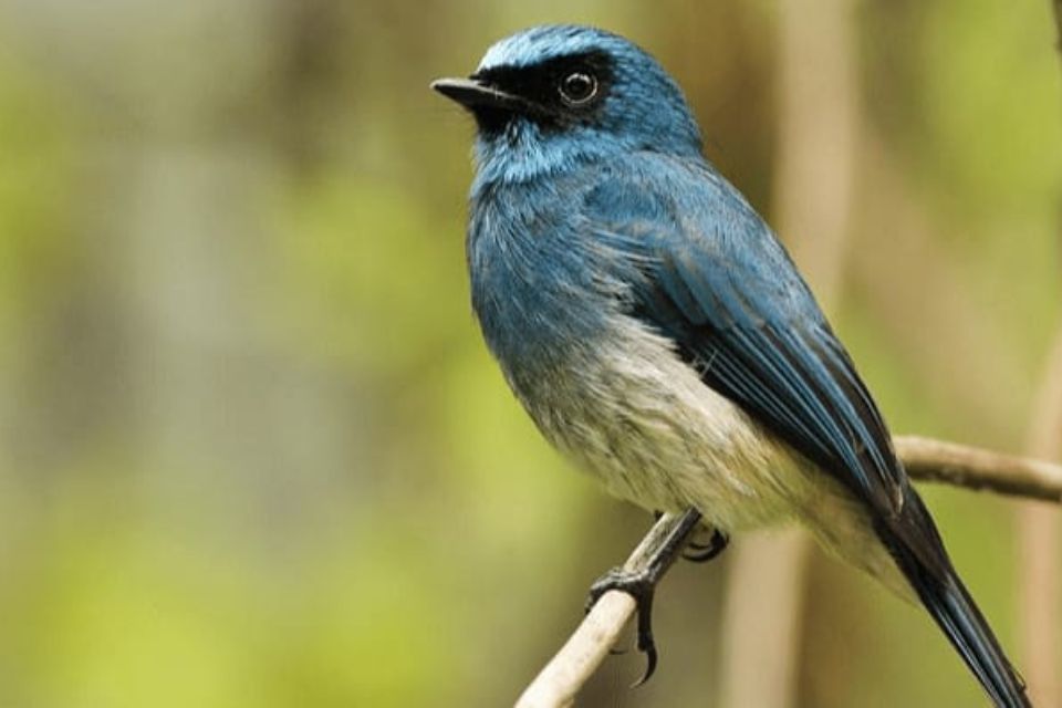 Burung Sikatan Aceh