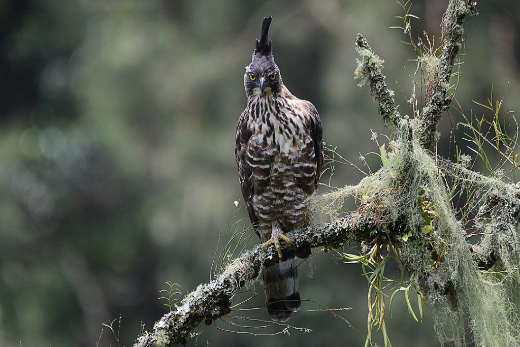 Nama Burung Terpopuler dan Bagus Beserta Gambarnya yang Ada di Indonesia