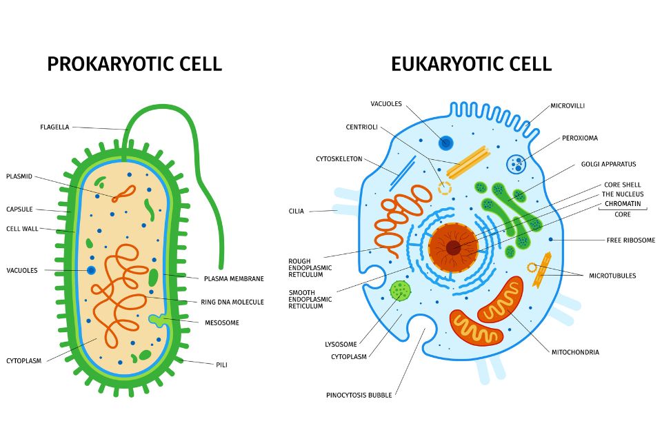 Prokariotik dan  Eukariotik