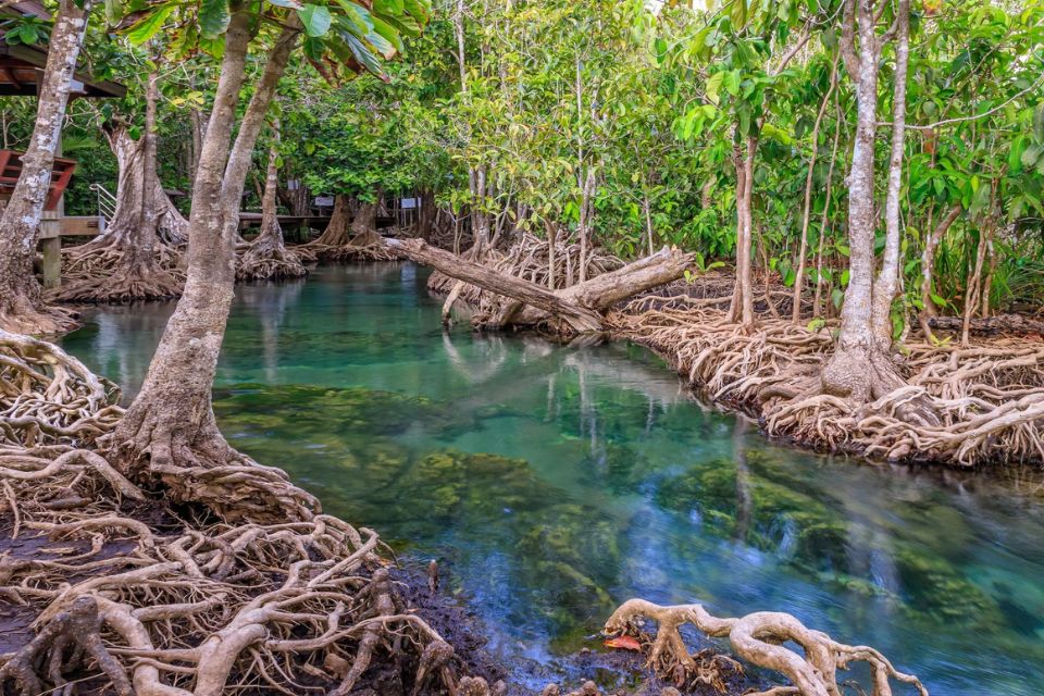 Contoh Rantai Makanan Ekosistem Mangrove atau Hutan Bakau Beserta Penjelasannya