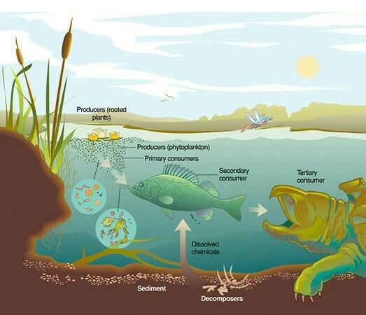 Contoh Rantai Makanan Ekosistem Sungai