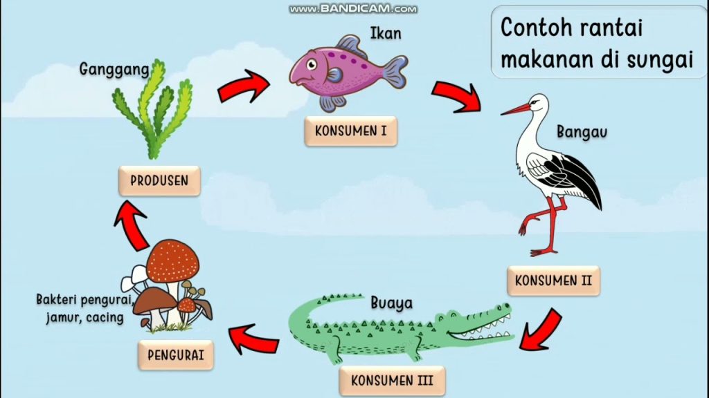 contoh rantai makanan ekosistem sungai