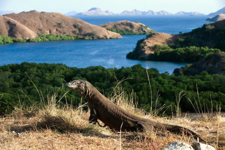 Tempat Wisata di Labuan Bajo yang Indah dan Perkiraan Budget yang Harus Dipersiapkan