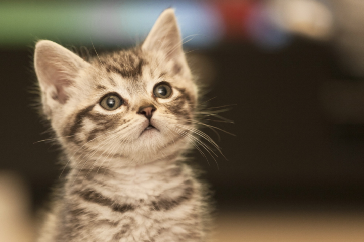 Menabrak Kucing Tidak Sengaja Pertanda Apa? Awas! Ini Hal yang Perlu Kamu Lakukan