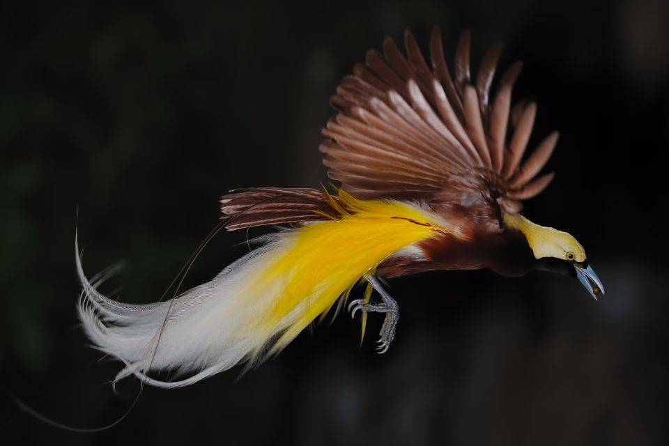 Ringkasan Hikayat Burung Cendrawasih beserta Unsur Ekstrinsik dan Intrinsiknya