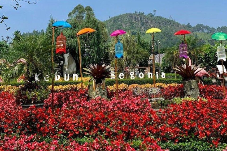 Kebun Begonia Lembang