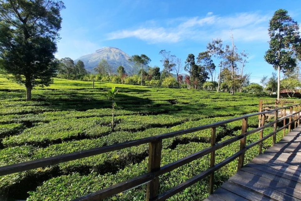 tempat wisata dieng terpopuler dan hits - 13